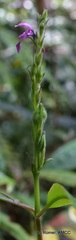 Hypoestes brachiata