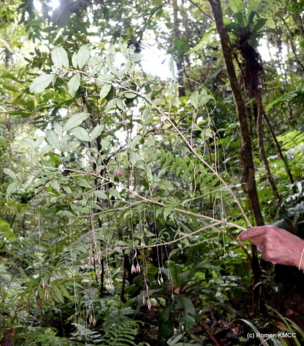 Clerodendrum filipes image