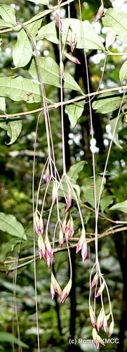 Clerodendrum filipes image