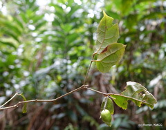 Clerodendrum rubellum