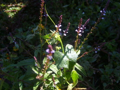 Verbena officinalis
