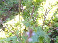Verbena officinalis