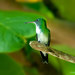 White-chested Emerald - Photo (c) Allan Hopkins, some rights reserved (CC BY-NC-ND)