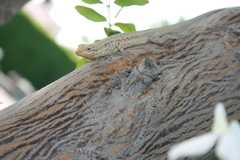 Urosaurus graciosus