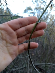 Acer negundo californicum
