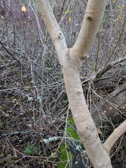 Acer negundo californicum