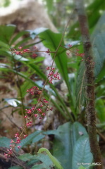 Sorindeia madagascariensis image