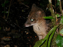 Fossa fossana