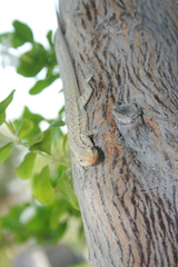 Urosaurus graciosus