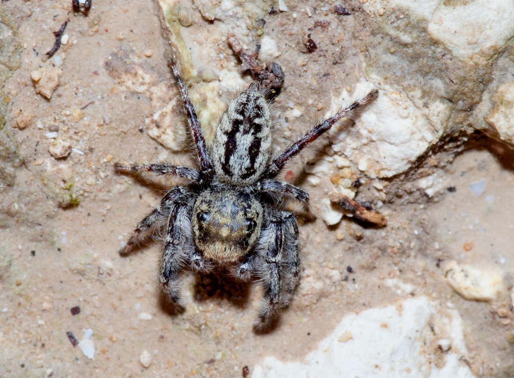 High Eye-lashed Jumping Spider
