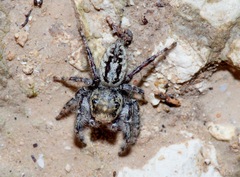 Phidippus pruinosus