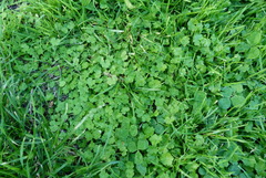 Hydrocotyle heteromeria