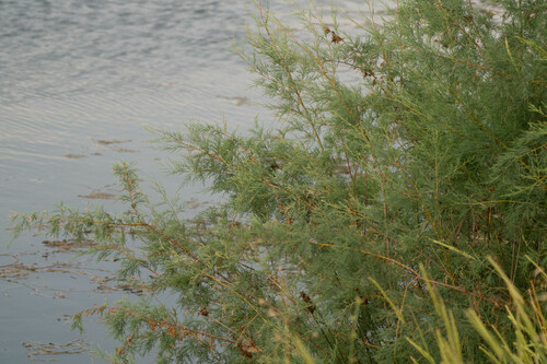 Tamarix dalmatica, photograph 2