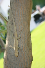 Urosaurus graciosus