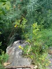 Chrysojasminum humile