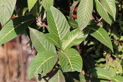 Sanchezia parvibracteata