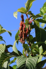 Sanchezia parvibracteata