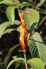 Sanchezia parvibracteata