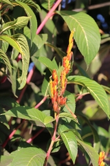 Sanchezia parvibracteata