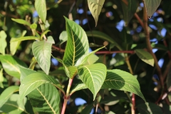 Sanchezia parvibracteata