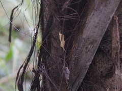 Tropidomantis gressitti