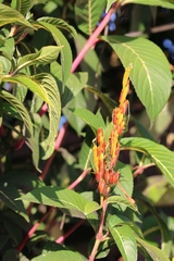 Sanchezia parvibracteata