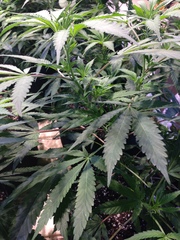 Cannabis sativa sativa