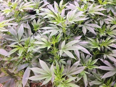 Cannabis sativa sativa