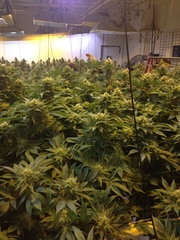 Cannabis sativa sativa