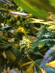 Cannabis sativa sativa