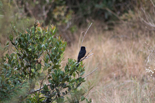 Velvety Black-tyrant
