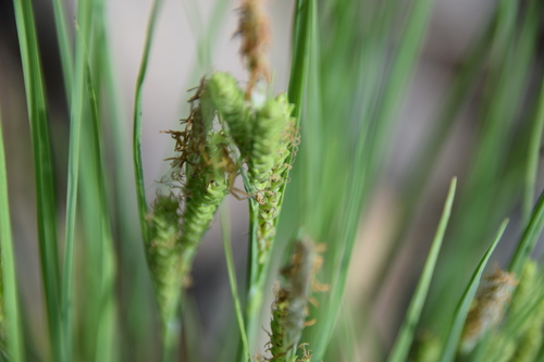 Image of Lenticular Sedge (Carex lenticularis) by no rights reserved