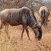 Common Wildebeest - Photo (c) James Culverwell, some rights reserved (CC BY-NC), uploaded by James Culverwell