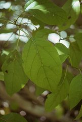 Cordia subcordata
