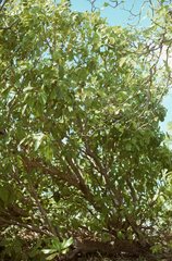 Cordia subcordata