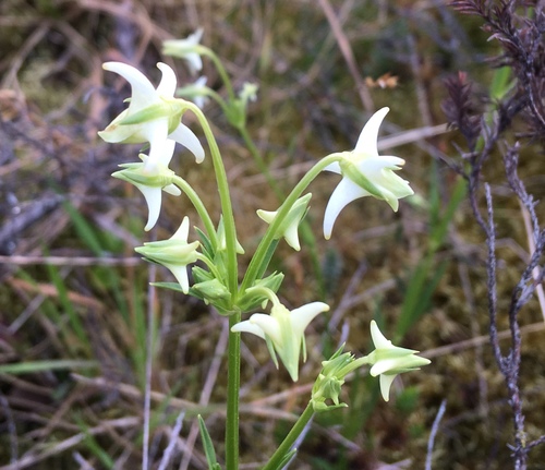 Halenia major