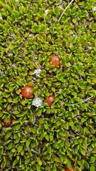 Coprosma perpusilla
