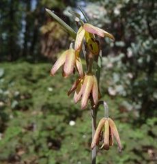 Fritillaria micrantha