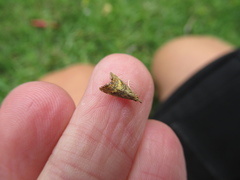 Glaucocharis chrysochyta