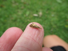 Glaucocharis chrysochyta