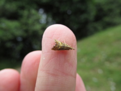 Glaucocharis chrysochyta