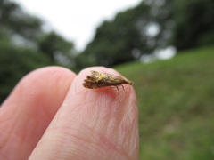 Glaucocharis chrysochyta