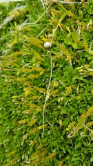 Coprosma perpusilla