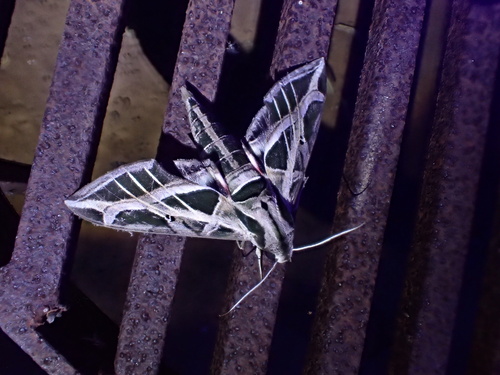 Vine Sphinx photo 5