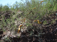 Prosopis strombulifera