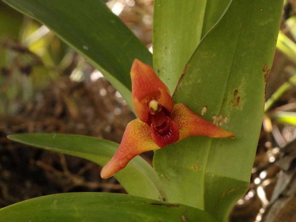 sturdy maxillaria