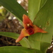 Maxillaria elatior - Photo (c) Victor De la Cruz,  זכויות יוצרים חלקיות (CC BY), הועלה על ידי Victor De la Cruz