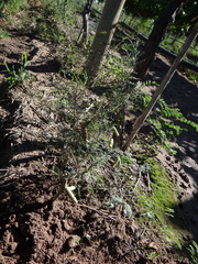 Prosopis strombulifera