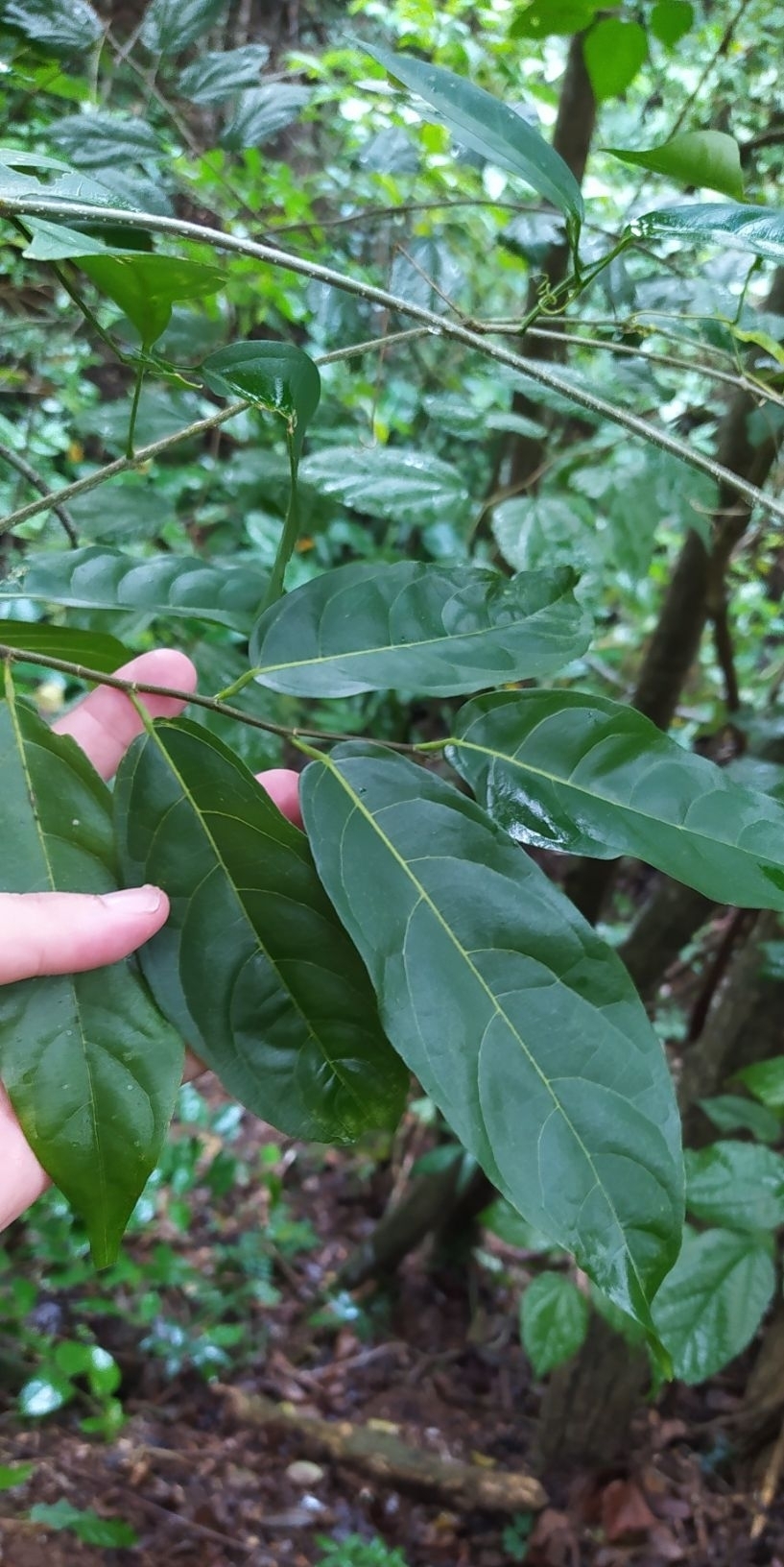 Quararibea penduliflora