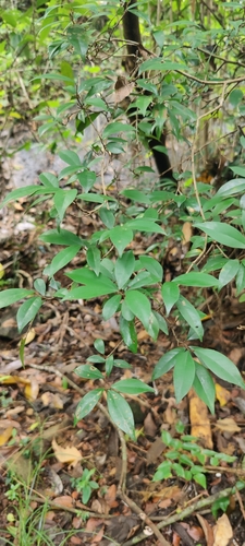 Antidesma alexiteria